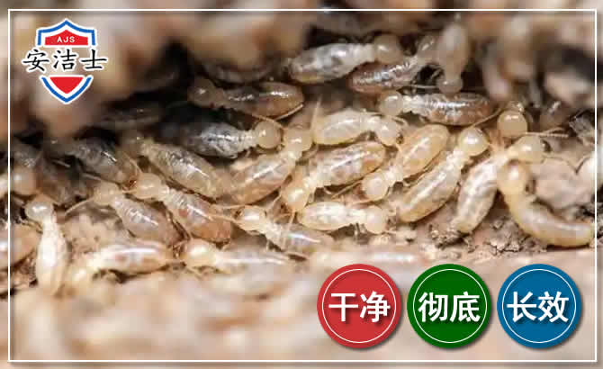 北仑区白蚁防治