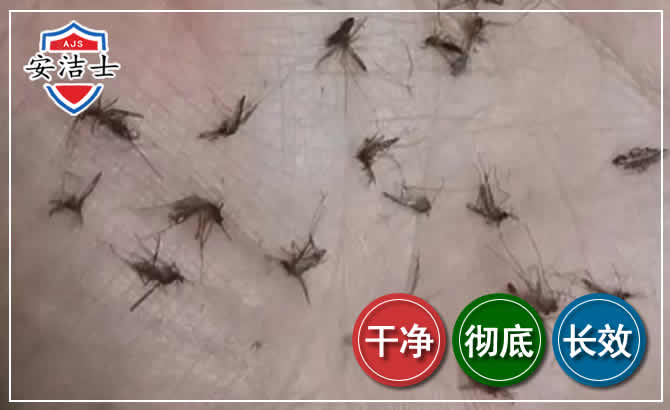 北仑区蚊子防治-灭蚊