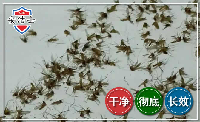 北仑区苍蝇防治-灭蝇