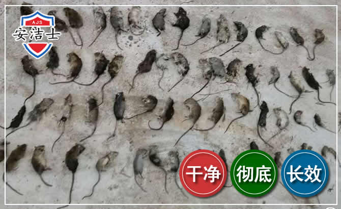 北仑区鼠害防治-灭鼠