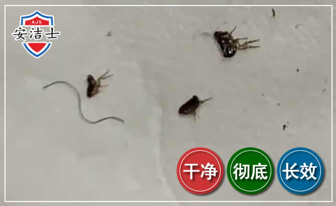 北仑区跳蚤防治-灭跳蚤