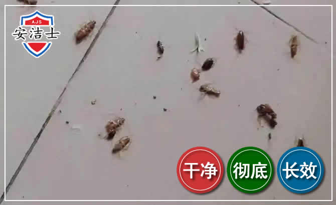 北仑区蟑螂防治-灭蟑螂